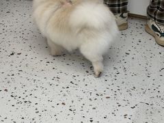 -瑞派康怡24h宠物医院·犬猫医疗中心·微创绝育(瑞景分院)