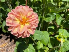 -墨尔本皇家植物园