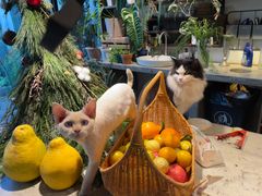 -自由生长植物工作室(深港花卉中心店)