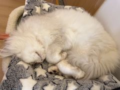 -猫腻·猫咖·撸猫馆(星光大道店)
