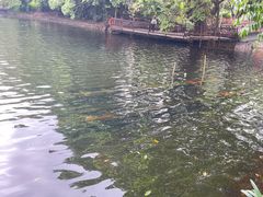 -荔湾湖公园