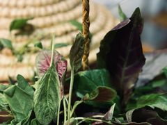 -一朵菌·野生菌探索家火锅(南亚店)