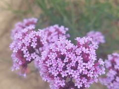 -西京湾花海