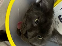 -申普宠物医院·心脏介入·心血管微创(总院)