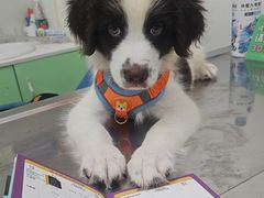 -汪喵宠物医院·骨科心脏影像·犬猫急重症ICU诊疗中心(成华分院)