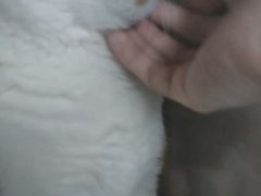 -爱诺耐芙动物医院(万博店)