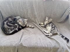 -团子家猫咪猫咖馆·柯基·柯尔鸭