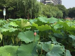 -陈家山荷花公园