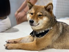 绿茶-柴务处·柴犬主题狗咖