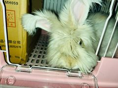 -宠物兔专门店(天丰利市场店)