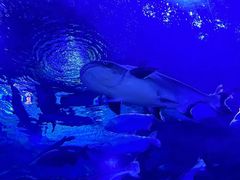 -成都浩海立方海洋公园