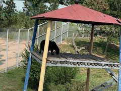 -西霞口神雕山野生动物世界