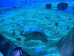 -北戴河圣蓝海洋公园