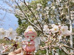 -顾村公园