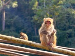 -西双版纳原始森林公园