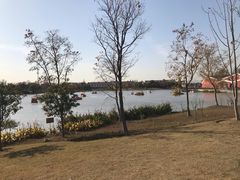 -上海长兴岛郊野公园