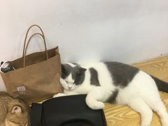 -Heymao猫咖.咖啡厅(东门店)