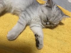 -芭比堂动物医院·犬猫全科·异宠专科(雁塔分院)