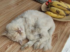 -舞佳舞空中瑜伽馆