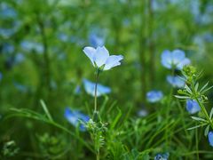 -上海滨江森林公园