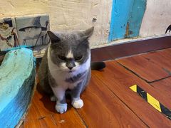 -猫小院猫主题咖啡厅(北锣店)