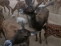 -石家庄市动物园