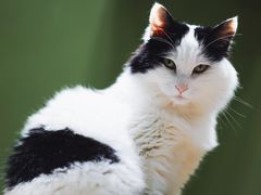 -猫亿天猫咖