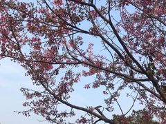 -狐尾山公园