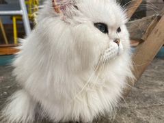 -喵屿·大理花园猫咖