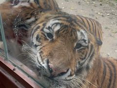 -栾川竹海野生动物园