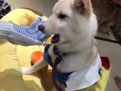 -逗柴咖啡屋·狗咖猫咖宠物桌游