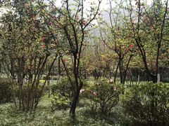 -龙头寺公园