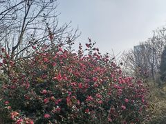 -白塘生态植物园