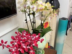 -双季花艺园艺市场(浦东店)