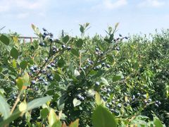 -金谷域澳洲庄园