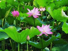 -莲花池公园