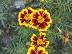 -星巴克臻选(北京前门大街店)