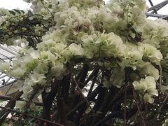 -呀路古热带植物园
