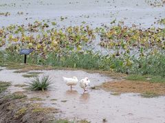 -天津东丽湖风景区