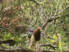 -深圳仙湖植物园