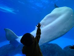 -海合安成都极地海洋公园