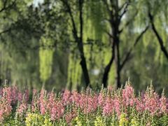 -昆山城市生态森林公园