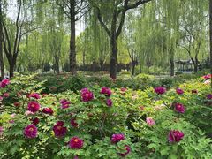 -石家庄市植物园