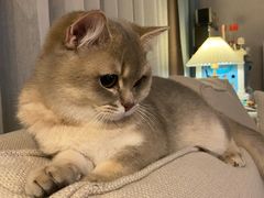 -美联众合动物医院(·中兽医·疑难杂症·严家桥分院)