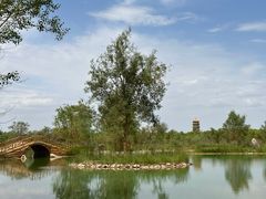 -金塔沙漠胡杨林景区