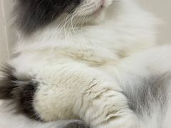 -李小姐の猫咖啡馆(五角场店)