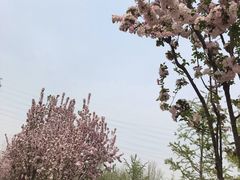 -永定河休闲森林公园