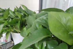 -一伽瑜伽·普拉提