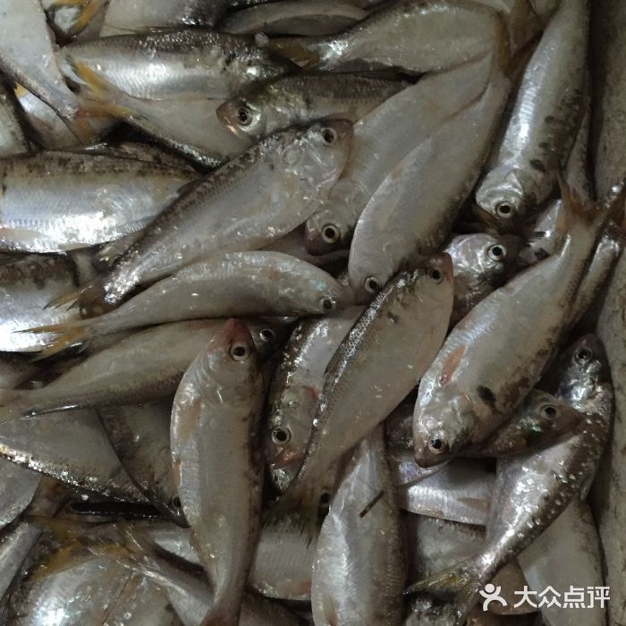 竹园海鲜楼-黄鱼图片-顺德区美食-大众点评网