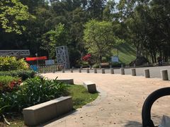 -银湖山郊野公园-相思林